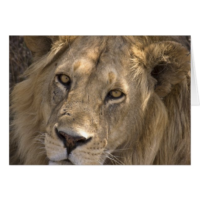 Tarjetas de león africanas (Anverso (Horizontal))