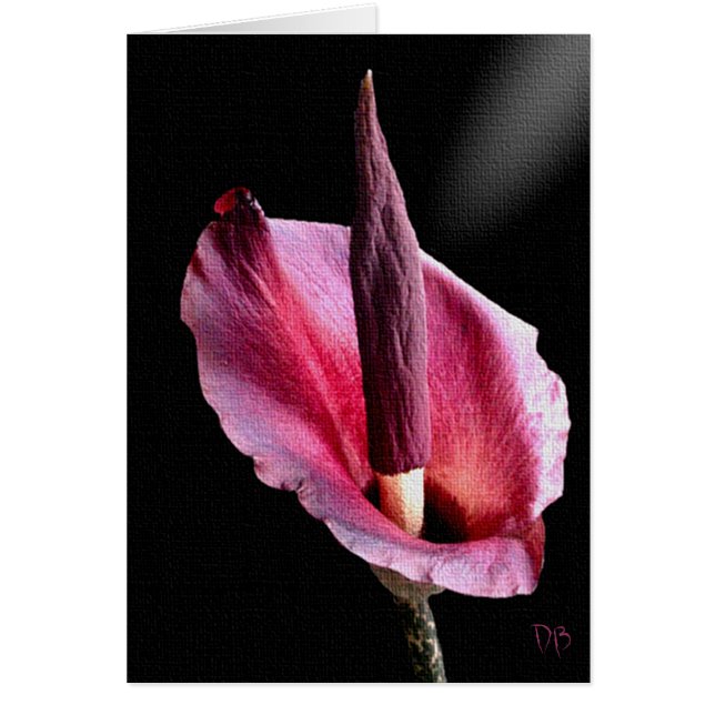 Tarjetas de Lily Voodoo (Frente)