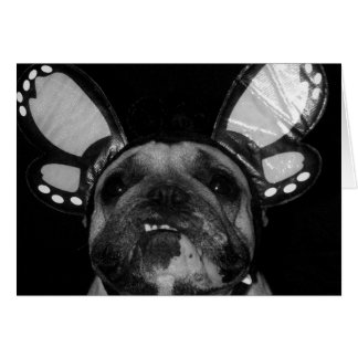 Tarjetas de mariposa Ava