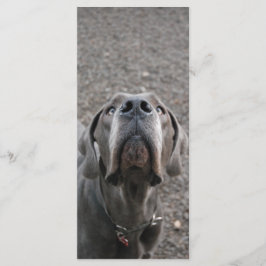 Tarjetas de menú de nariz de Gran Danés