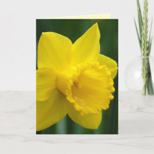 Tarjetas de Narciso Personalizadas Tarjetas de Flo