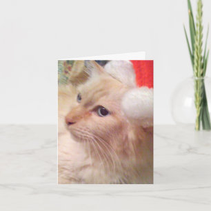 Tarjetas de Navidad del gato SM de Cokie