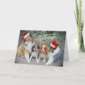 Tarjetas de Navidades Cavalier King Charles & Shel