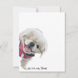 Tarjetas de nota con Peter Rottentail