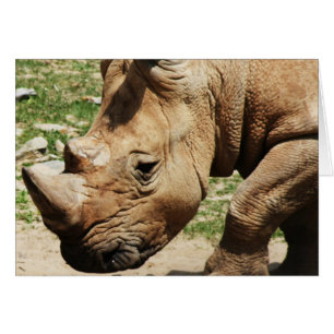 TARJETAS DE NOTA DE FOTOS ANIMALES