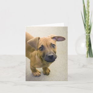 Tarjetas de nota de la mezcla del Dachshund 2
