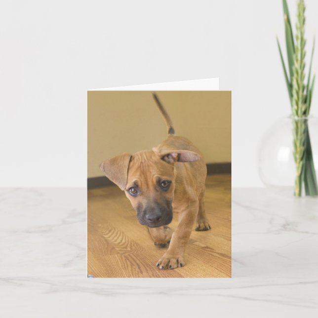 Tarjetas de nota de la mezcla del Dachshund 2 (Anverso)