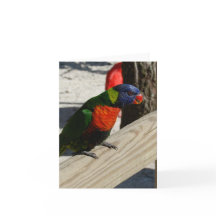 Tarjetas de nota de Lorikeet