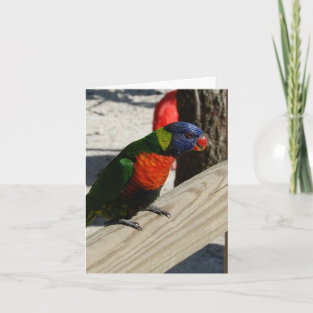 Tarjetas de nota de Lorikeet (Anverso)