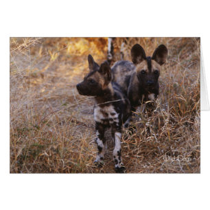 Tarjetas de nota de los perros salvajes