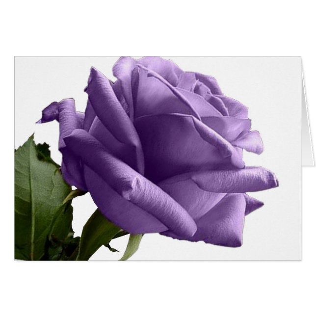 Tarjetas de nota de Rosa púrpura (Anverso (Horizontal))
