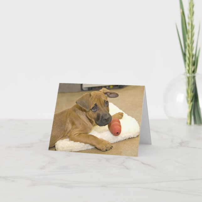 Tarjetas de nota del Dachshund 3 (Anverso)