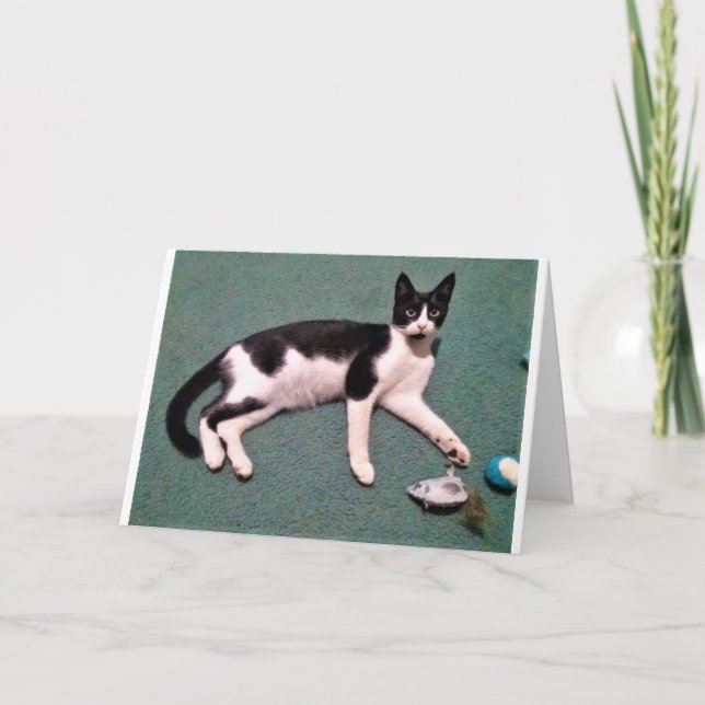 Tarjetas de nota del gato (Anverso)