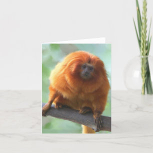 Tarjetas de nota del Tamarin del De oro-León