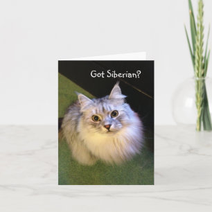 Tarjetas de nota siberianas del gato