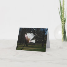 Tarjetas de notas de arte de flor de magnolia rosa
