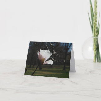 Tarjetas de notas de arte de flor de magnolia rosa