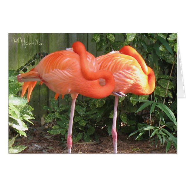 Tarjetas de notas de flamencos rosados (Anverso (Horizontal))