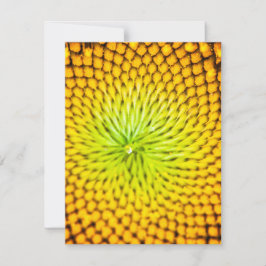 Tarjetas de notas de girasol