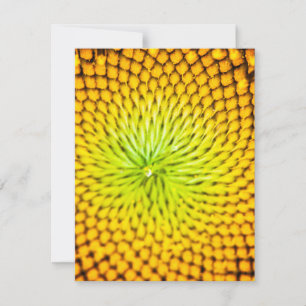Tarjetas de notas de girasol
