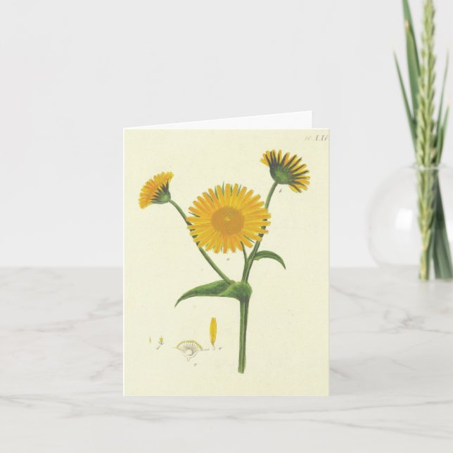 Tarjetas de notas de girasol antiguas (Anverso)