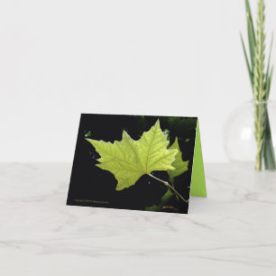 Tarjetas de notas de hoja verde