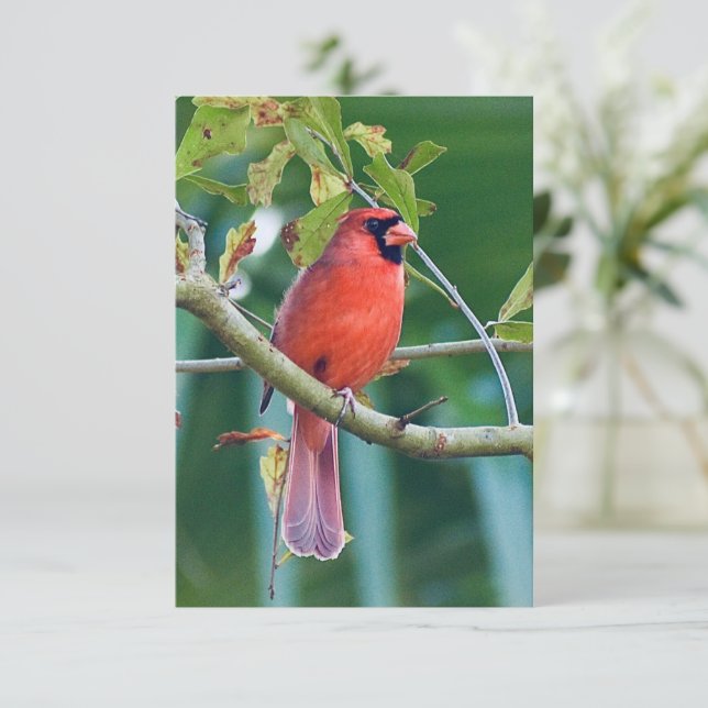 Tarjetas de notas de naturaleza Cardinal Bird (Anverso de pie)