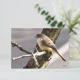 Tarjetas de notas de naturaleza Tarjetas de aves