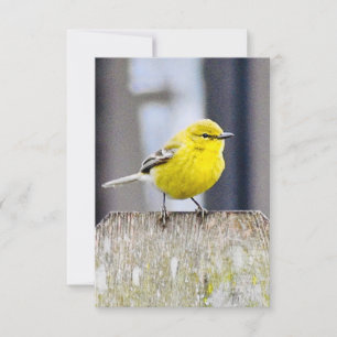 Tarjetas de notas de naturaleza Tarjetas de aves