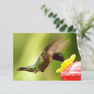 Tarjetas de notas de naturaleza Tarjetas de colibr