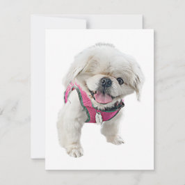 Tarjetas de notas de Peter Rottentail