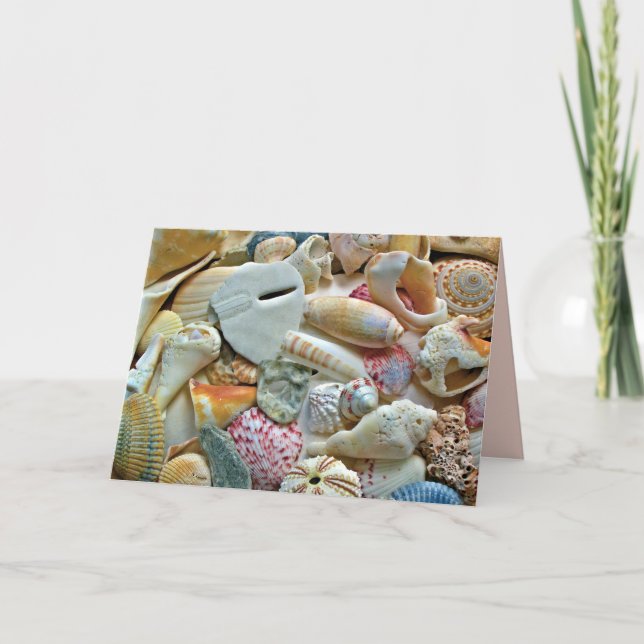 Tarjetas de notas en blanco de fotografía de conch (Anverso)