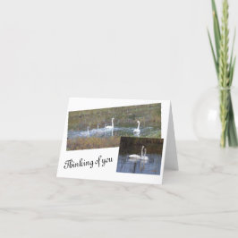 Tarjetas de notas en blanco de pluma