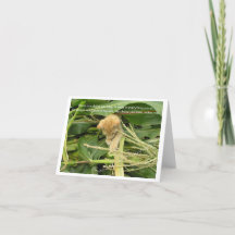 Tarjetas de notas en blanco de reglas de gato