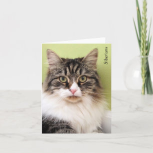 Tarjetas de notas mágicas siberianas