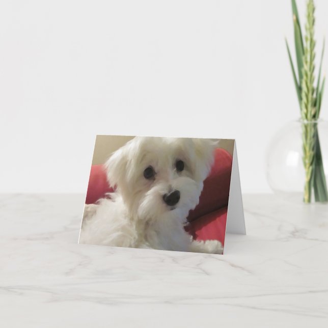 Tarjetas de notas maltesas (Anverso)