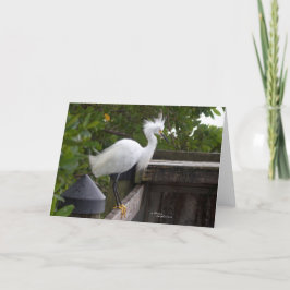 Tarjetas de notas para aves de garganta blanca