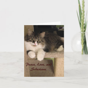 Tarjetas de notas para gatos siberianas