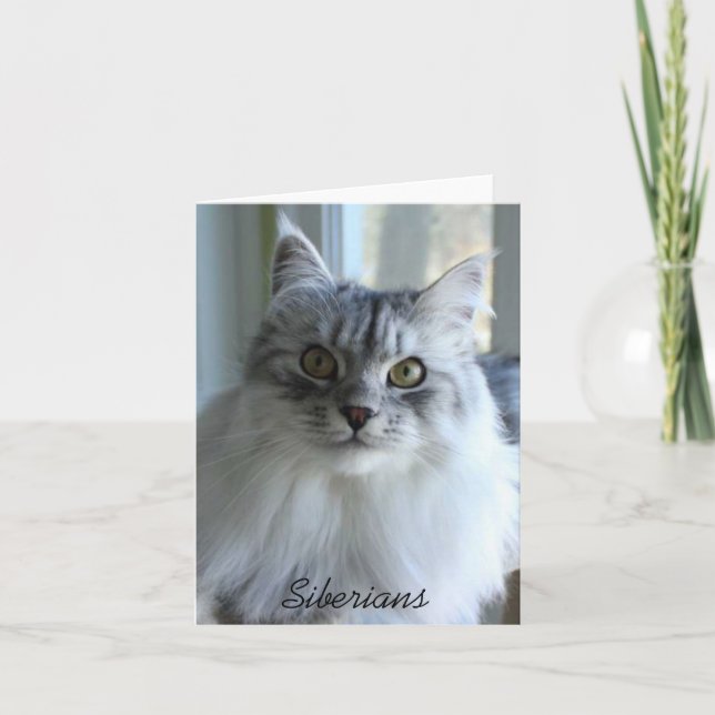 Tarjetas de notas para gatos siberianas (Anverso)