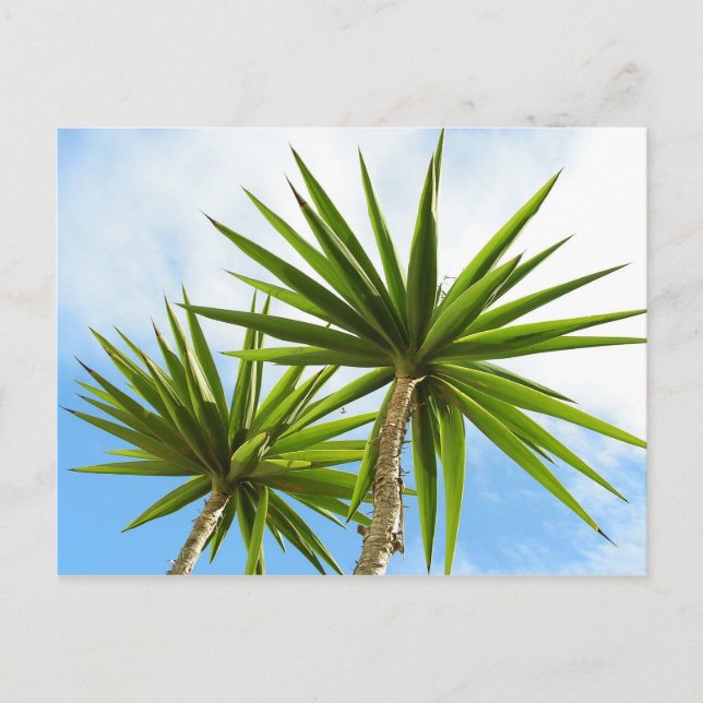Tarjetas de Palmeras (Anverso)