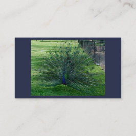 Tarjetas de Peacock Business