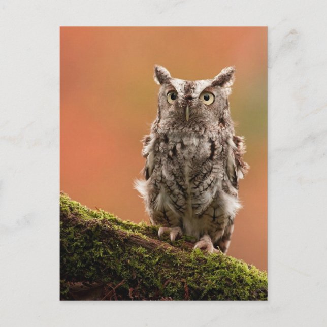 Tarjetas de personalizable, postales, Pegatinas (Anverso)