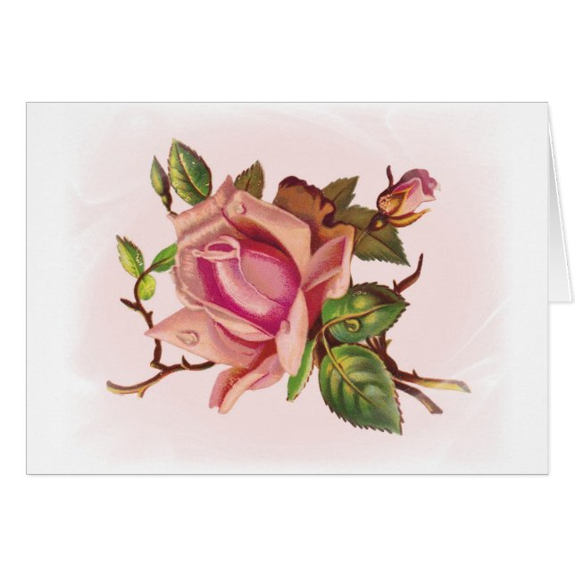 Tarjetas de Personalizable rosa rosa suave (Anverso (Horizontal))