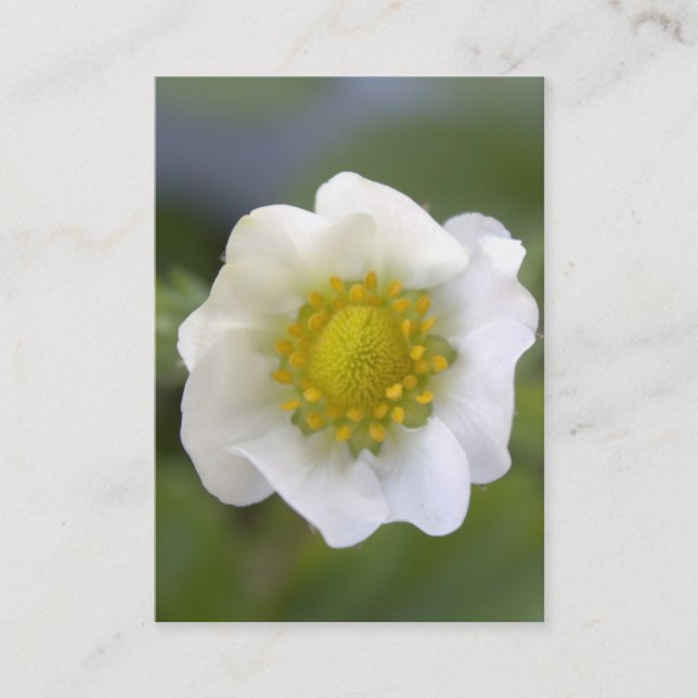 Tarjetas de presentación de flores de fresa blanca (Anverso)