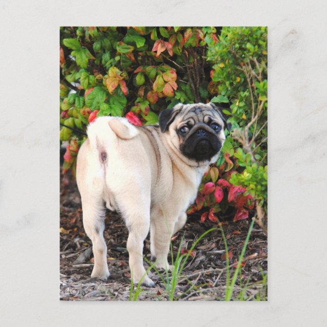 Tarjetas de publicación de fotos de Pug (Anverso)