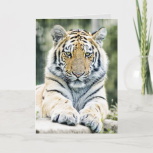 TARJETAS DE RECIBIMIENTO DE BENGAL TIGER ART BIRTH