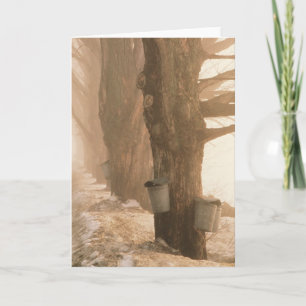 TARJETAS DE RECIBIMIENTO DE BUCKETS DE SAP