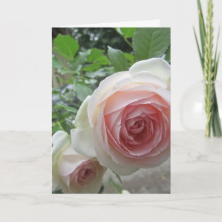 Tarjetas de Rosa Pierre De Ronsard Rosa Suave