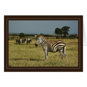 Tarjetas de safari de fauna silvestre Zebra