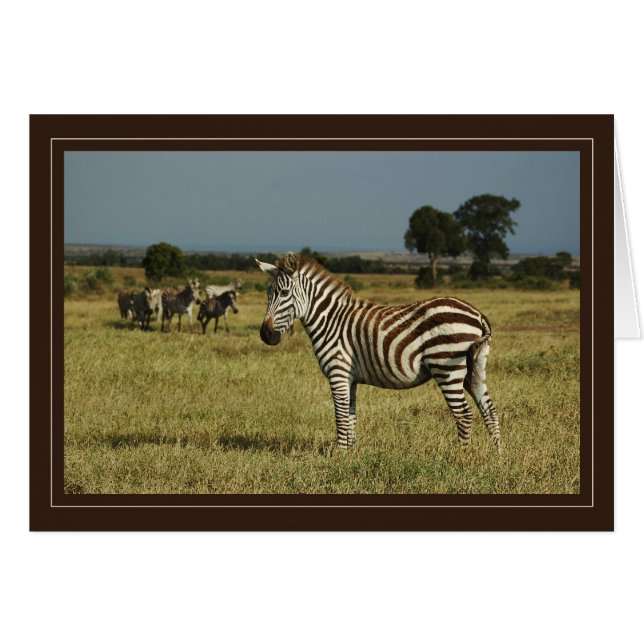 Tarjetas de safari de fauna silvestre Zebra (Anverso (Horizontal))